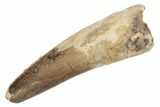 Bargain, Spinosaurus Tooth - Real Dinosaur Tooth #192058-1